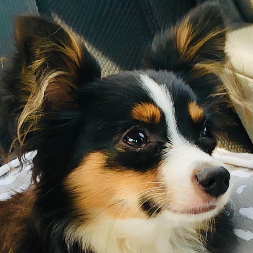 Meet your Posher, Millie
